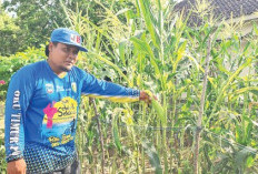 Petani Resah, Panen Melimpah Harga Tak Stabil