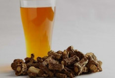Sarsaparilla, Tanaman Herbal yang Kaya Manfaat Tersembunyi