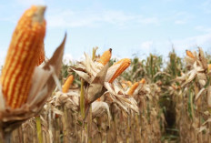Harga Jagung di OKU Selatan Tembus Rp4.000 per Kg, Petani Tersenyum