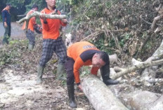 BPBD OKU Selatan Evakuasi Pohon Tumbang di Jalan Jagaraga