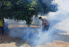 Penderita DBD Meninggal Dunia Bertambah, Pemerintah Lakukan Fogging