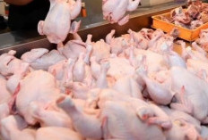 Jelang Tahun Baru, Harga Ayam di OKU Timur Naik