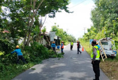 Antisipasi Gangguan Listrik, PLN Papas Puluhan Pohon