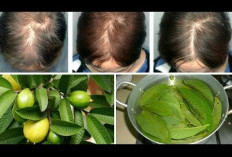 Atasi Rambut Rontok dan Botak dengan Daun Jambu Biji