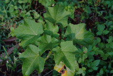 Segudang Manfaat Daun Jarak yang Wajib Kamu Tahu