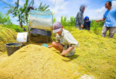 Pemerintah Resmi Menetapkan Harga Pembelian Pemerintah (HPP) untuk gabah dan beras.