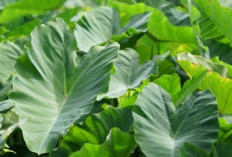 Rahasia Daun Talas Yang Kaya Nutrisi, Baik untuk Kesehatan, Tapi Harus Diolah dengan Benar