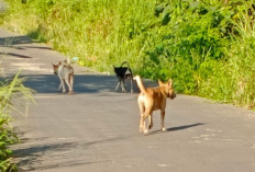 Anjing Liar Kuasai Jalan Kisau, Pengendara Diminta Ekstra Waspada