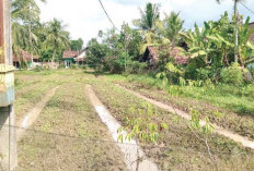Musim Kemarau, Petani OKU Timur Panen 800 Ikat Bayam dalam 20 Hari