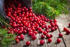 Cranberry, Si Merah Segar Penjaga Kesehatan Tubuh