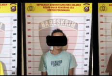 Polres OKU Tangkap Terduga Sindikat Pencuri Sawit di Kebun PT Mitra Ogan 