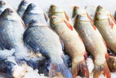 Waspadai Bahaya Ikan Berformalin, Kenali Ciri-Cirinya!