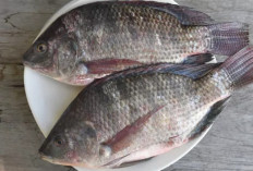8 Jenis Ikan yang Bagus untuk Ibu Hamil, Kaya Nutrisi dan Aman untuk Janin