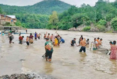 Fenomena Ikan Mabuk Diserbu Warga