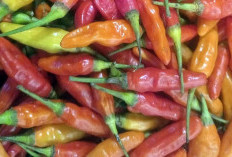 BAW! Harga Cabe Rawit Tembus Rp 180 Ribu per Kg