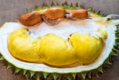 5 Manfaat Kesehatan dari Biji Durian yang Sering Terabaikan