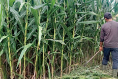 Harga Menggiurkan, Ubah Lahan Kosong Jadi Ladang Jagung