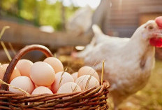 Manfaat Telur Ayam Kampung untuk Kesehatan