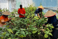 Dukung Asta Cita Ketahanan Pangan Nasional, Gelar Panen Raya dan Penanaman Ulang