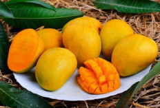 Manfaat dan Risiko Mangga yang Perlu Diketahui Untuk Bumil