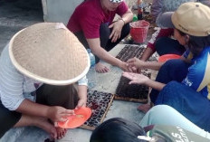 Sukses Kembangkan Pembibitan Cabai, Raup Omzet Jutaan Rupiah