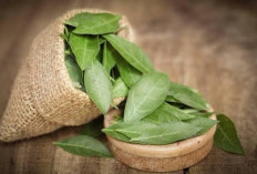 Manfaat Luar Biasa Daun Pacar untuk Kesehatan dan Kecantikan