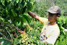 Jelang Masa Panen Harga Kopi di OKU Selatan Turun