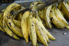Manfaat Pisang Tanduk, Buah Lezat dengan Segudang Khasiat untuk Kesehatan