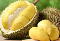 Cinta Durian? Ketahui Risiko Kesehatannya Sebelum Terlambat