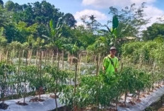 Polsek Kisam Tinggi Bantu Warga Rawat Kebun Cabai, Dukung Ketahanan Pangan