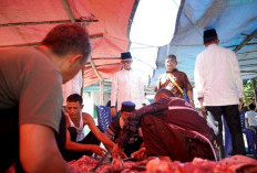 Bupati OKU Salurkan 12 Ekor Sapi Kurban