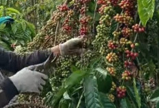 Harga Kopi OKU Selatan Stabil, Jaga Kualitas Petani Andalkan Petik Merah