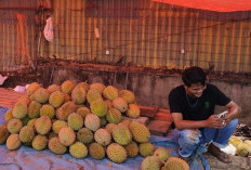 Durian Tembaga dan Bantal Paling Diburu