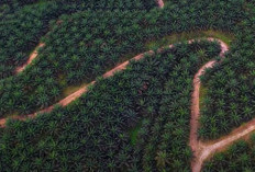 Kebun Agrinas