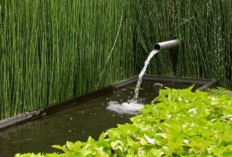 Rekomendasi Tanaman Air yang Bikin Kolam Tetap Bersih