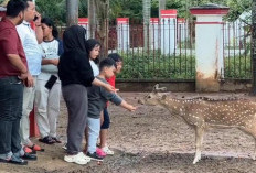 Rusa Tak Terusus di Rumah Dinas Bupati Banyuasin