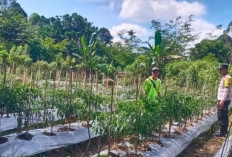 Dukung Ketahanan Pangan Lewat Pendampingan Kebun Cabai Warga