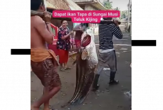 Ikan Tapah Raksasa Ditangkap di Sungai Mus