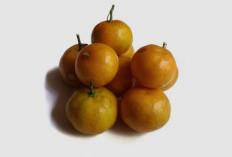 Jeruk Kimkit: Buah Mini dengan Segudang Manfaat, Kaya Vitamin dan Baik untuk Jantung hingga Pencernaan