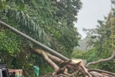 Hujan Deras, Tiga Pohon Tumbang Membuat Arus Lalulintas Lumpuh 