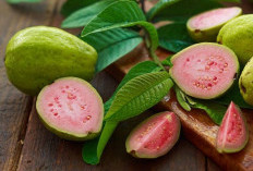 Manfaat Jambu Biji untuk Kesehatan Ibu Hamil dan Janin