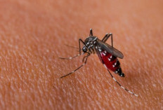 Demam Berdarah Dengue: Ancaman yang Mengintai