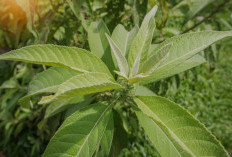Daun Sembung, Tanaman Obat dengan 9 Khasiat Luar Biasa