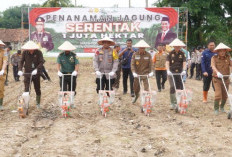 Tingkatkan Produksi Jagung, Lakukan Penanaman Serentak