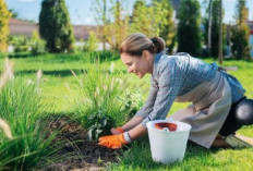 Berkebun: Kegiatan Menyenangkan yang Meningkatkan Kesehatan Fisik dan Mental