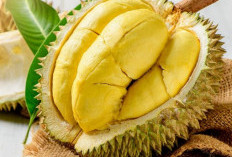 4 Orang Ini Sebaiknya Hindari Makan Durian