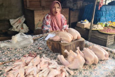 Jelang Nataru, Harga Daging Ayam di OKU Timur Melonjak hingga Rp47 Ribu per Kg