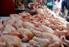 10 Cara Mudah Memilih Daging Ayam Segar untuk Masakan Terbaik