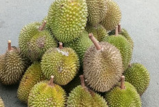 Durian, Raja Buah yang Bisa Mencegah Penuaan Dini Secara Alami