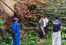 Akses Jalan Desa Tertutup Rumpun Bambu Ambrol Akibat Hujan Deras